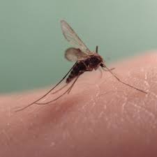 zz mosquito.jpg